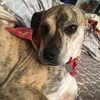brindle2026